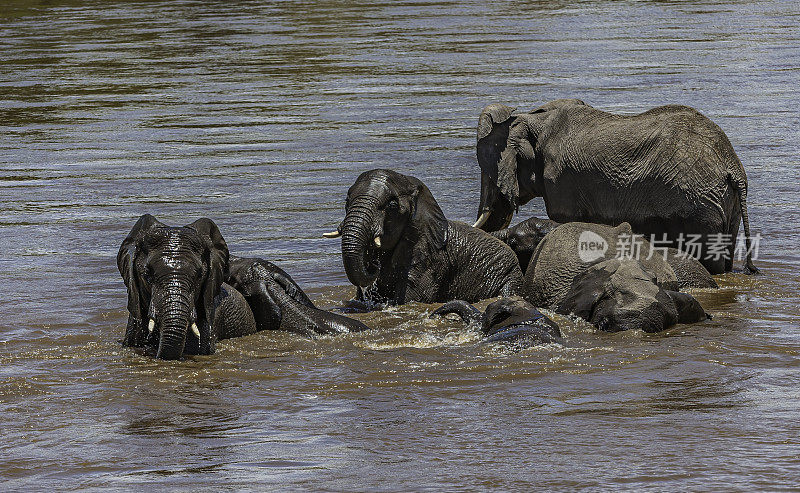 非洲丛林象(Loxodonta africana)，也被称为非洲草原象。肯尼亚马赛马拉国家保护区。在马拉河洗澡喝酒。